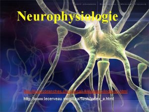 Neurophysiologie http neurobranches chez tiscali frsystnervindexsn html http