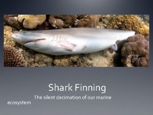 Shark Finning ecosystem The silent decimation of our