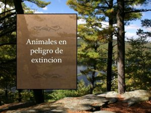 Animales en peligro de extincion RINOCERONTE DE JAVA