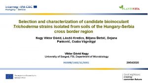 Selection and characterization of candidate bioinoculant Trichoderma strains