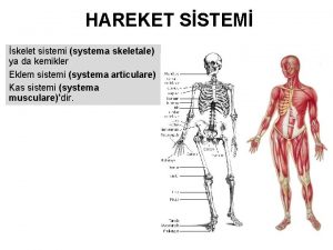 HAREKET SSTEM skelet sistemi systema skeletale ya da