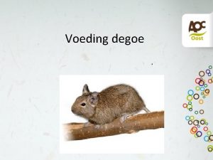 Voeding degoe Wat is normaal voor een degoe