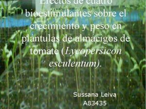 Efectos de cuatro bioestimulantes sobre el crecimiento y