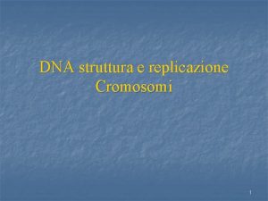 DNA struttura e replicazione Cromosomi 1 Nei primi