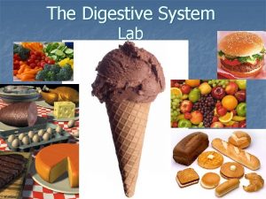 The Digestive System Lab Organs of the Digestive