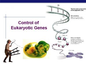 Control of Eukaryotic Genes AP Biology The BIG