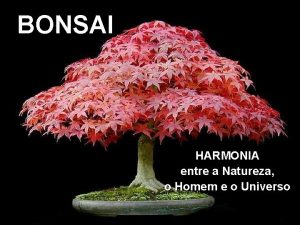 BONSAI HARMONIA entre a Natureza o Homem e