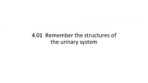 4 01 Remember the structures of the urinary