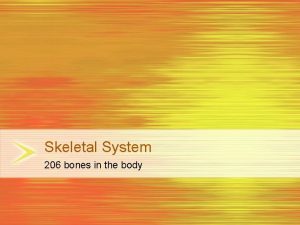 Skeletal System 206 bones in the body BONES