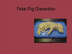 Fetal Pig Dissection The fetal pig our group