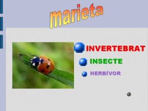 INVERTEBRAT INSECTE HERBVOR COM S Quan s petita