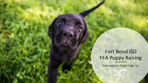 Fort Bend ISD FFA Puppy Raising Southeastern Guide