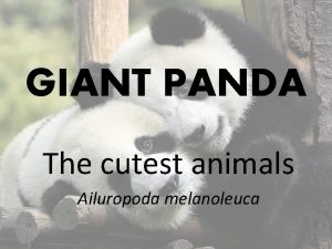 GIANT PANDA The cutest animals Ailuropoda melanoleuca PANDA