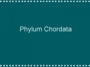Phylum Chordata Contribuciones biolgicas Endoesqueleto de vrtebras permite