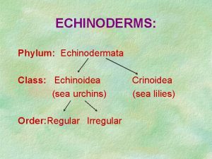 ECHINODERMS Phylum Echinodermata Class Echinoidea sea urchins Order