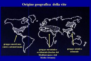 Origine geografica della vite gruppo americano centrosettentrionale gruppo