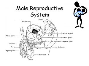 Male Reproductive System Male Reproductive System Testicles produce