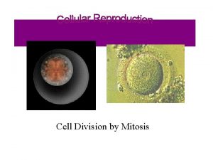 Cell Division by Mitosis all living things start