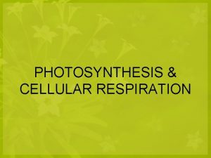 Bioflix quiz: photosynthesis
