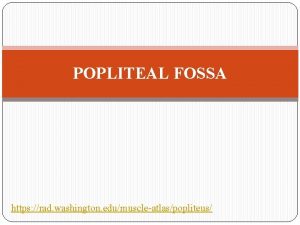 POPLITEAL FOSSA https rad washington edumuscleatlaspopliteus POPLITEAL FOSSA