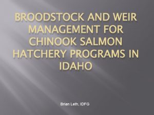 BROODSTOCK AND WEIR MANAGEMENT FOR CHINOOK SALMON HATCHERY