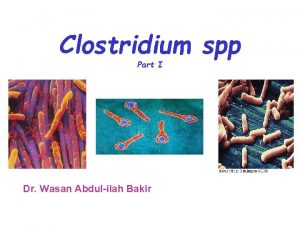 Clostridium spp Part I Dr Wasan Abdulilah Bakir