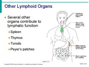 Other Lymphoid Organs Several other organs contribute to