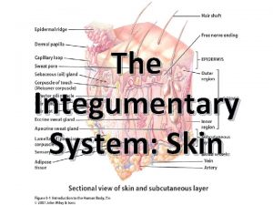 The Integumentary System Skin Integumentary The Body Covering