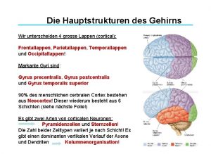 Die Hauptstrukturen des Gehirns Wir unterscheiden 4 grosse