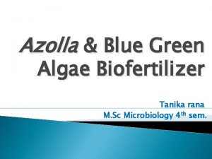 Azolla Blue Green Algae Biofertilizer Tanika rana M