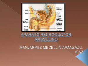 APARATO REPRODUCTOR MASCULINO MANJARREZ MEDELLN ARNZAZU 5A 2