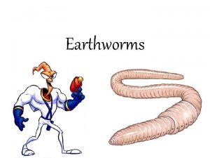 Earthworms Posterior Tail End Anus Anterior Head End