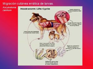 Migracin cutnea errtica de larvas Ancylostoma caninum Distribucin