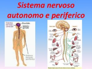 Sistema nervoso autonomo e periferico Il sistema nervoso