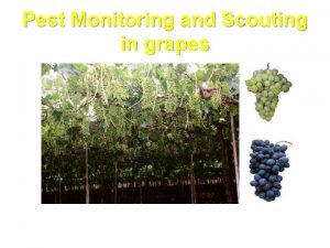 Pest Monitoring and Scouting in grapes Introduction An