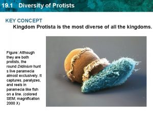 19 1 Diversity of Protists KEY CONCEPT Kingdom