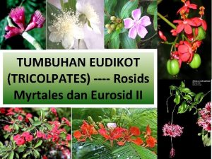 TUMBUHAN EUDIKOT TRICOLPATES Rosids Myrtales dan Eurosid II