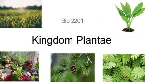 Bio 2201 Kingdom Plantae What do we call