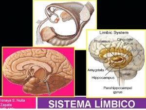 Isnaya S Nuila Zapata SISTEMA LMBICO SISTEMA LMBICO