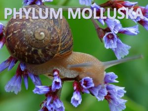 PHYLUM MOLLUSKA Number of Species Arthropoda Mollusca Chordata