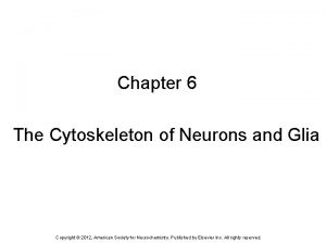 Chapter 6 The Cytoskeleton of Neurons and Glia