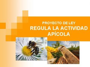 PROYECTO DE LEY REGULA LA ACTIVIDAD APCOLA IMPORTANCIA