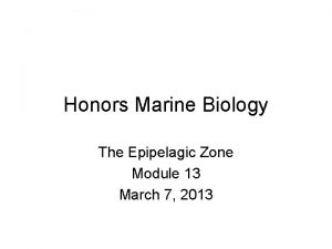 Honors Marine Biology The Epipelagic Zone Module 13