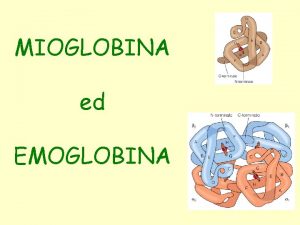MIOGLOBINA ed EMOGLOBINA I vertebrati utilizzano le globine