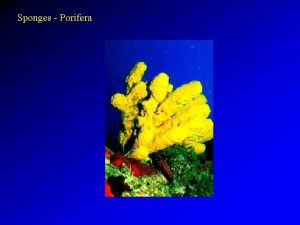 Sponges Porifera Phylum Porifera sponges pore bearing Kingdom