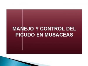 MANEJO Y CONTROL DEL PICUDO EN MUSACEAS Clasificacin