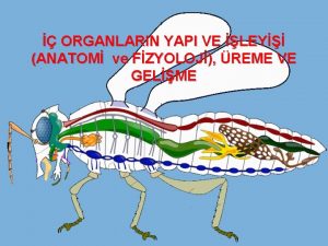 ORGANLARIN YAPI VE LEY ANATOM ve FZYOLOJ REME