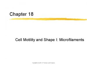 Chapter 18 Cell Motility and Shape I Microfilaments