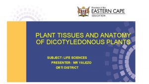 PLANT TISSUES AND ANATOMY OF DICOTYLEDONOUS PLANTS SUBJECT