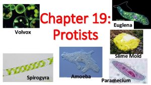 Volvox Chapter 19 Protists Euglena Slime Mold Spirogyra